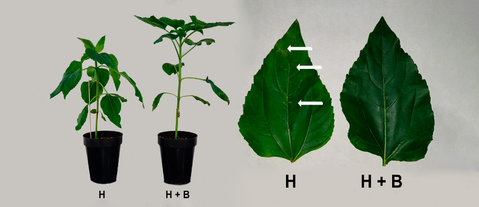 Efecto del Bioestimulante Terra Sorb en mitigar la fitotoxicidad del herbicida sobre cultivos extensivos figura 1