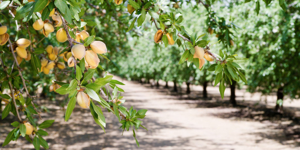 Tres razones por las que el biocontrol está desarrollando una agricultura sostenible y rentable