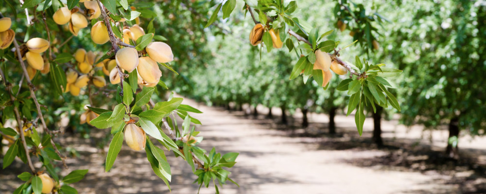 Bioibérica – Plant Health consolida su apuesta por el almendro