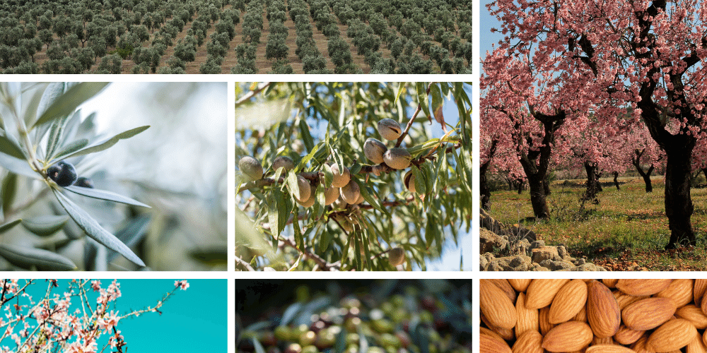 La importancia de los tratamientos postcosecha en Olivar y Almendro