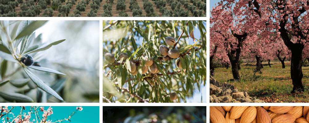 The importance of postharvest treatments in olive and almond groves