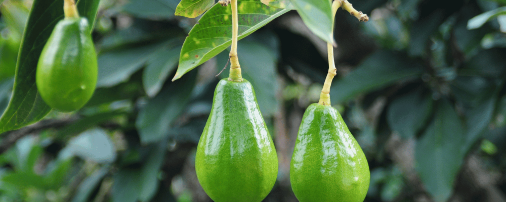 Experiencia del uso de Equilibrium® en aguacate