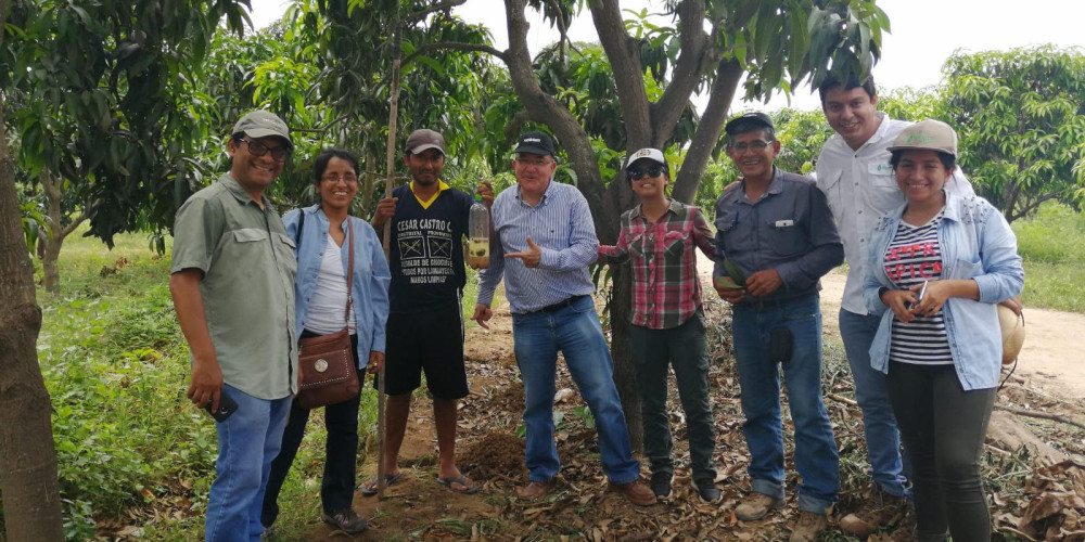 Éxito de CeraTrap® en el control de las moscas de la fruta en Perú