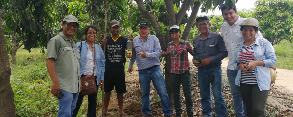 Éxito de CeraTrap® en el control de las moscas de la fruta en Perú