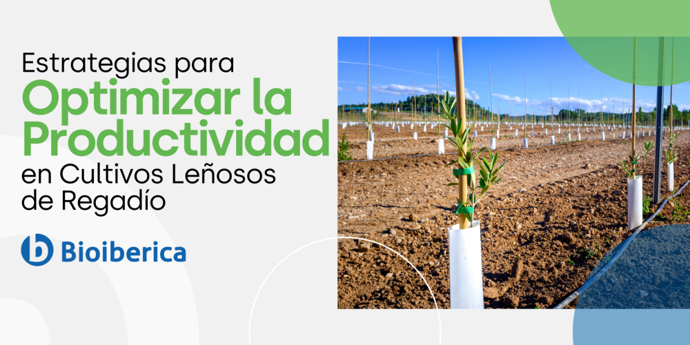 Estrategias para Optimizar la Productividad en Cultivos Leñosos de Regadío
