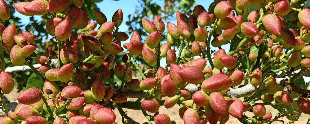 Equilibrium®: use of biostimulation to mitigate alternate bearing in pistachio trees