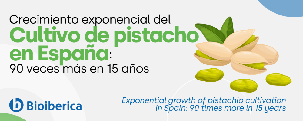 Crecimiento exponencial del cultivo de pistacho en España:  90 veces más en 15 años