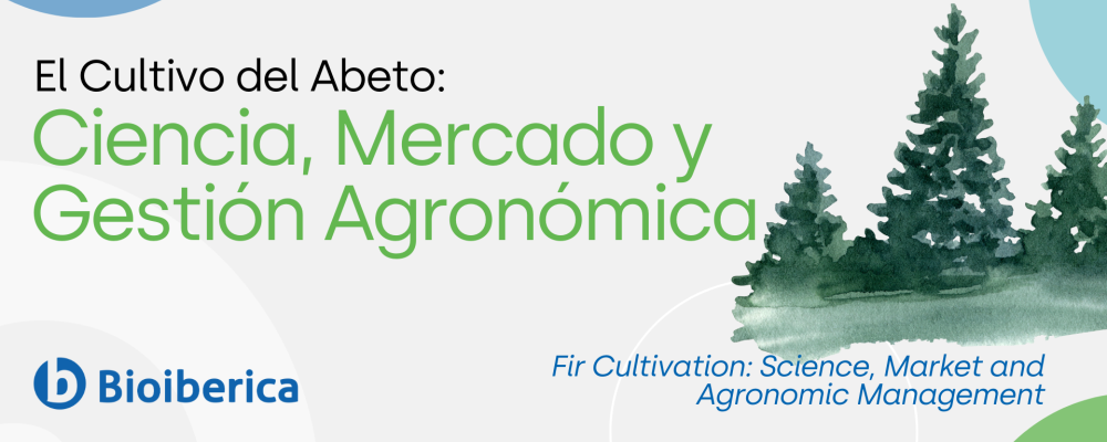 El Cultivo del Abeto: Ciencia, Mercado y Gestión Agronómica