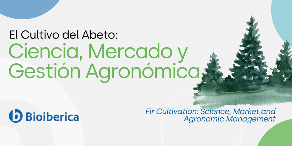 El Cultivo del Abeto: Ciencia, Mercado y Gestión Agronómica