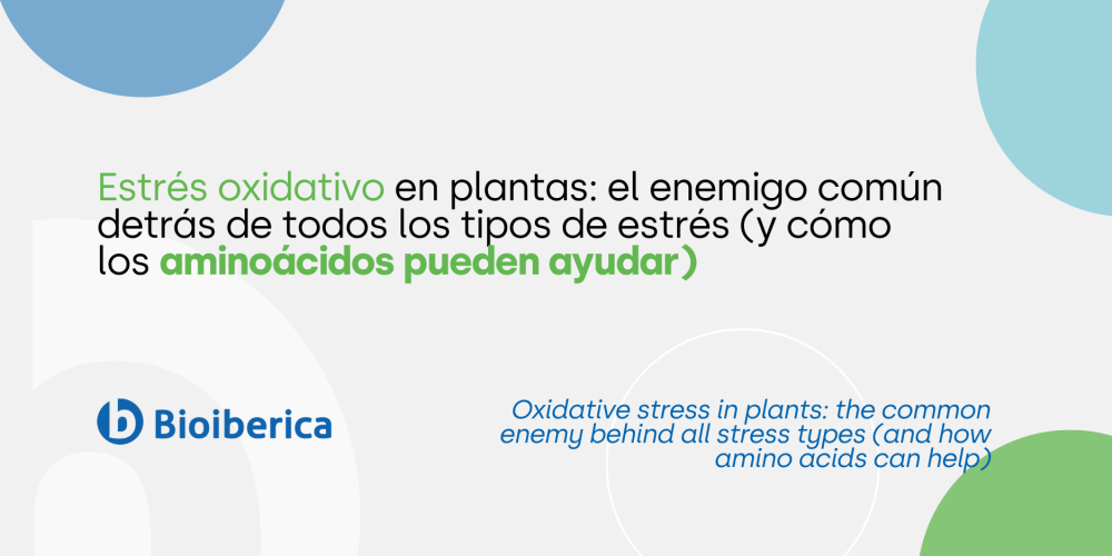 Estrés oxidativo en plantas: el enemigo común detrás de todos los tipos de estrés (y cómo los aminoácidos pueden ayudar) Estrés oxidativo en plantas: el enemigo común detrás de todos los tipos de estrés (y cómo los aminoácidos pueden ayudar)