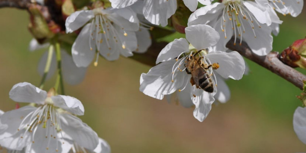 Un control más sostenible de las enfermedades y la reducción de residuos químicos, principales motivos de los agricultores españoles para emplear productos de biocontrol