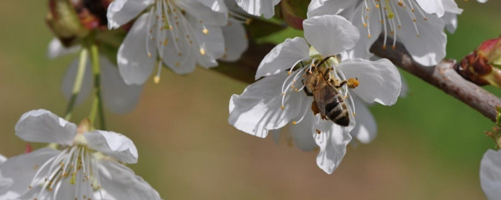 Un control más sostenible de las enfermedades y la reducción de residuos químicos, principales motivos de los agricultores españoles para emplear productos de biocontrol