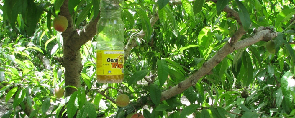 CERA TRAP®: una solución en bioprotección para el control de las moscas de las frutas.