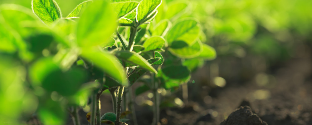 Evaluación de la eficacia agronómica y viabilidad técnica de la utilitzación de Terra-Sorb® complex en el cultivo de la soja