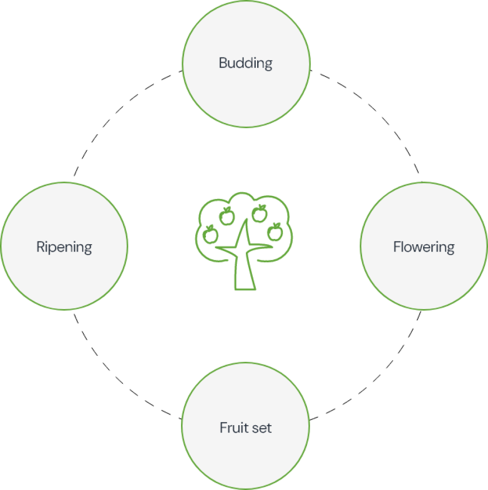 Esquema momentos fenológicos en el estrés vegetal