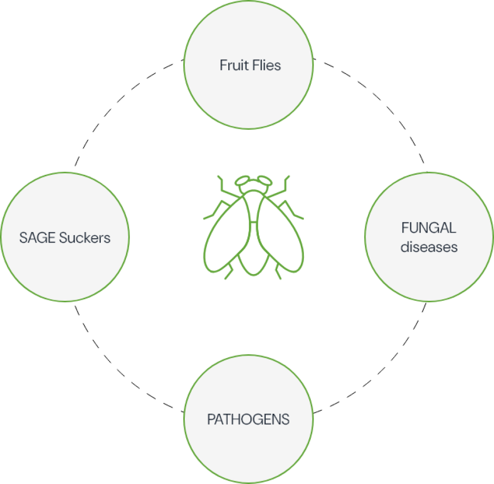 Esquema factores bióticos en el estrés vegetal